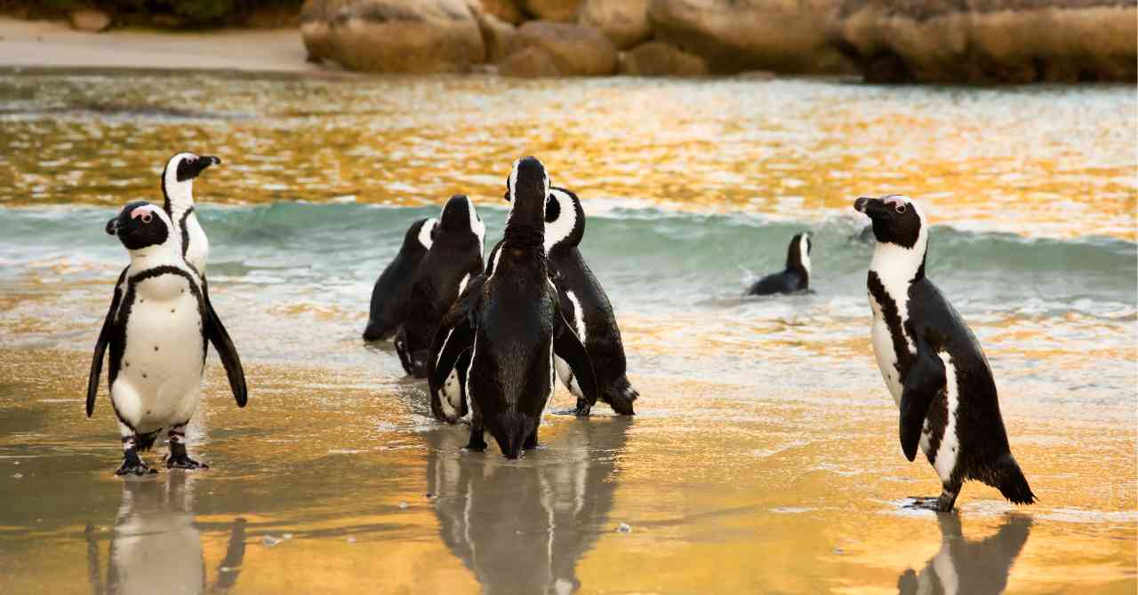 Cape Town Transit: How to Survive a 6-Hour Layover at CPT Airport